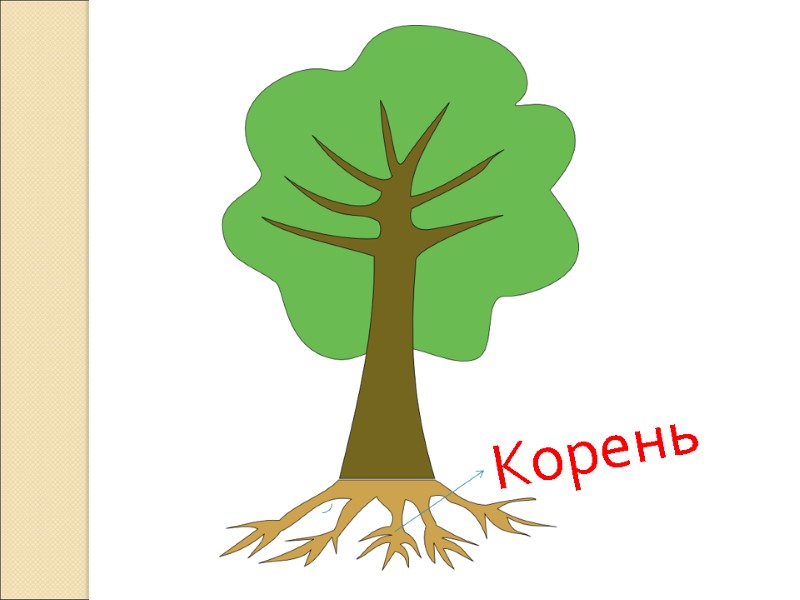 Корень